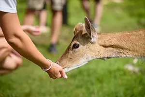 wildlife control in hoas