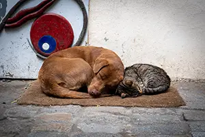 stray animal feeding in HOAs