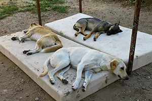 hoa fines for feeding stray