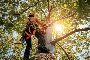 pruning trees in spring