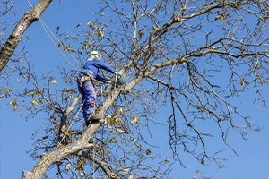 trimming trees in the spring