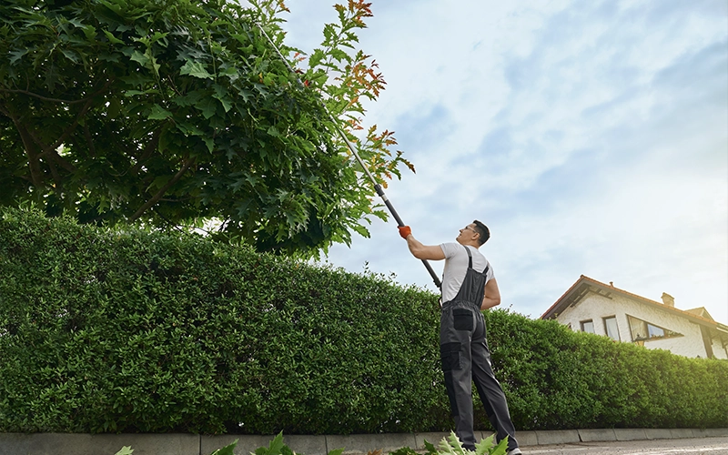 spring tree pruning
